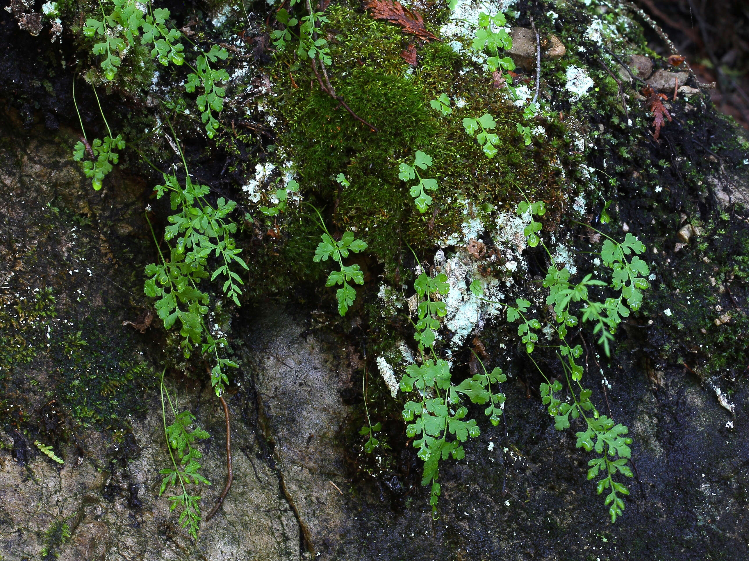 Sivun Cryptogramma stelleri (Gmel.) Prantl kuva