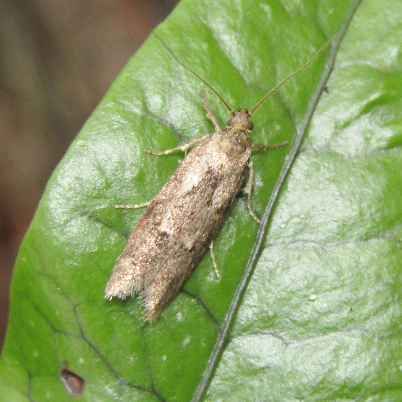 Image of Chersadaula ochrogastra Meyrick 1923