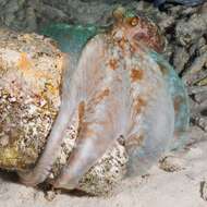 Image of rubble octopus