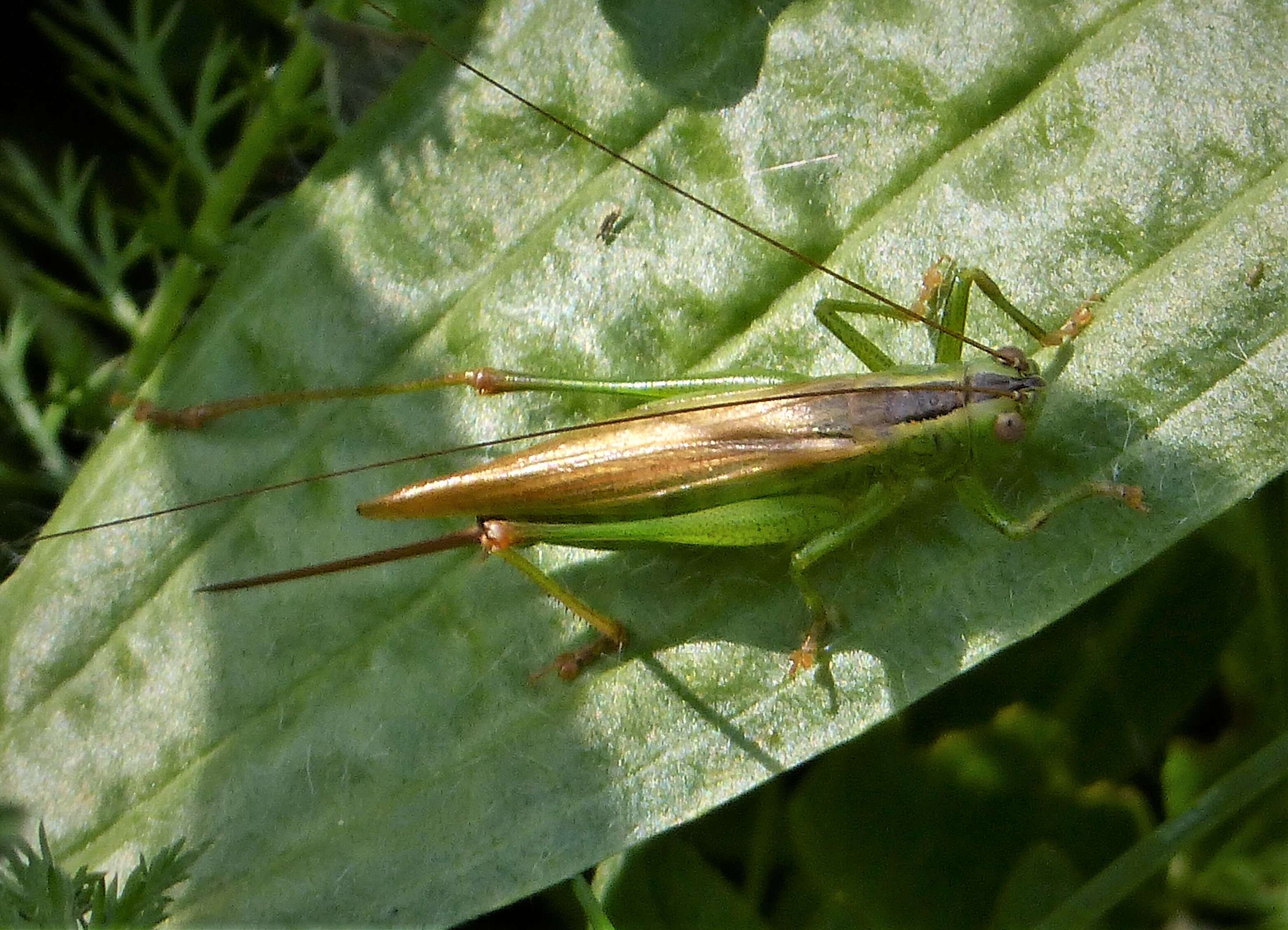 Image of Long-winged conehead