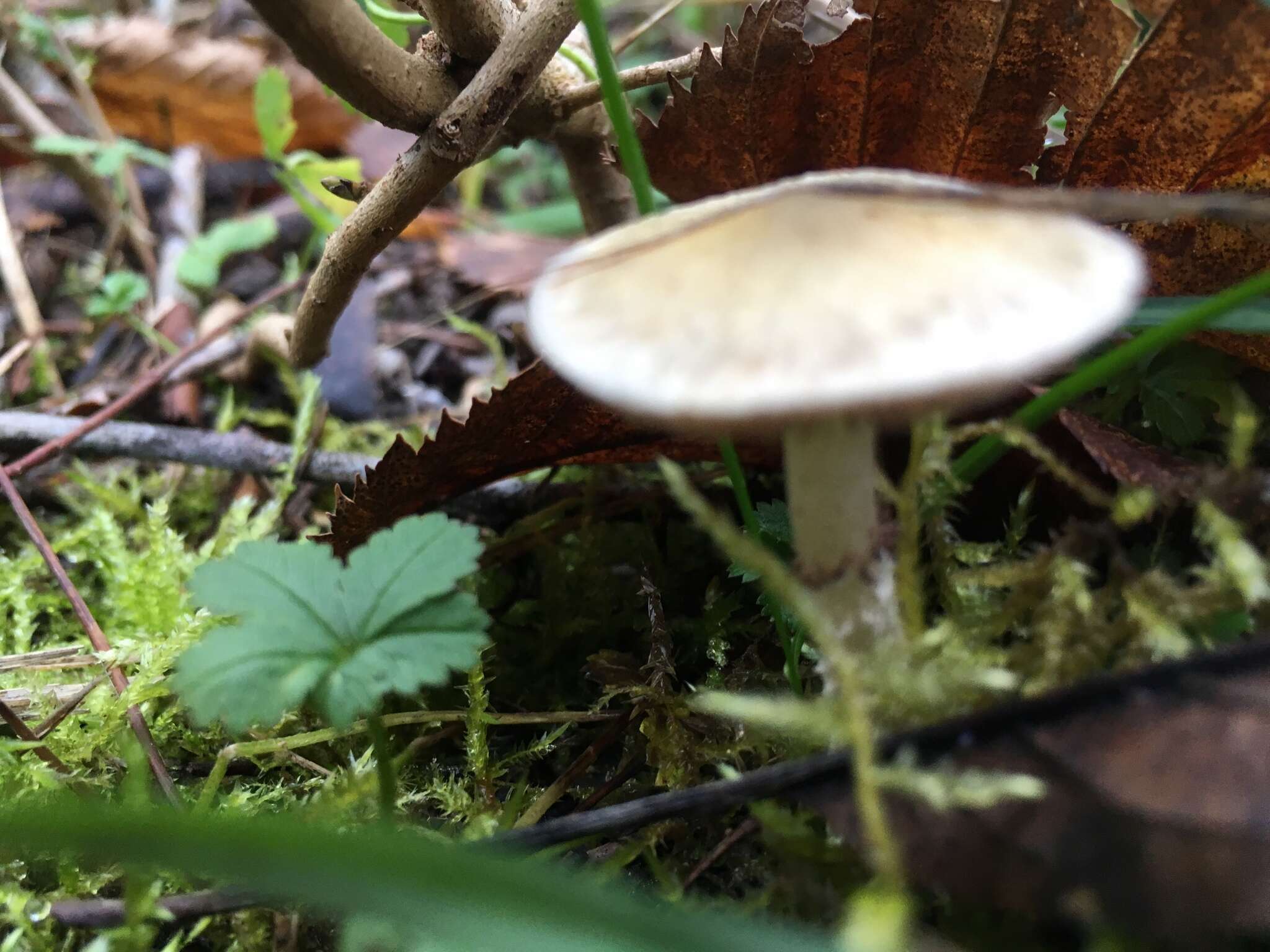 Plancia ëd Stropharia caerulea Kreisel 1979