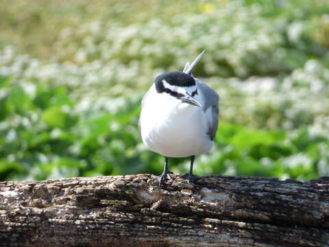 Image of Gray-backed Tern