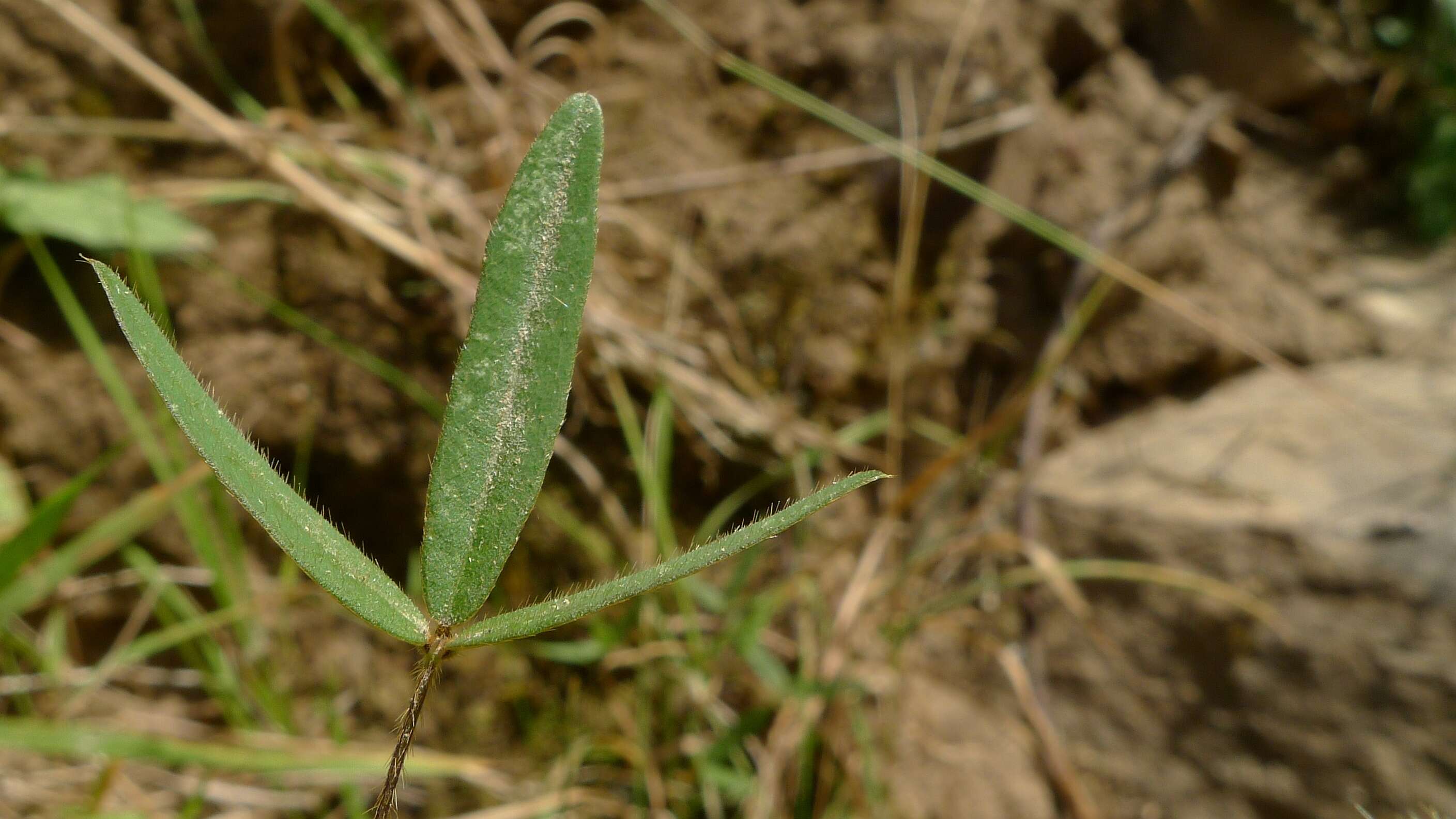 Imagem de Glycine microphylla Tindale