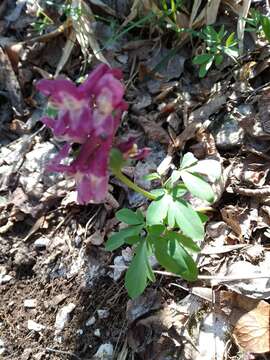 Plancia ëd Corydalis solida (L.) Clairv.