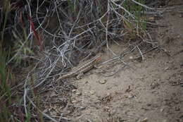 Image of Common Sagebrush Lizard