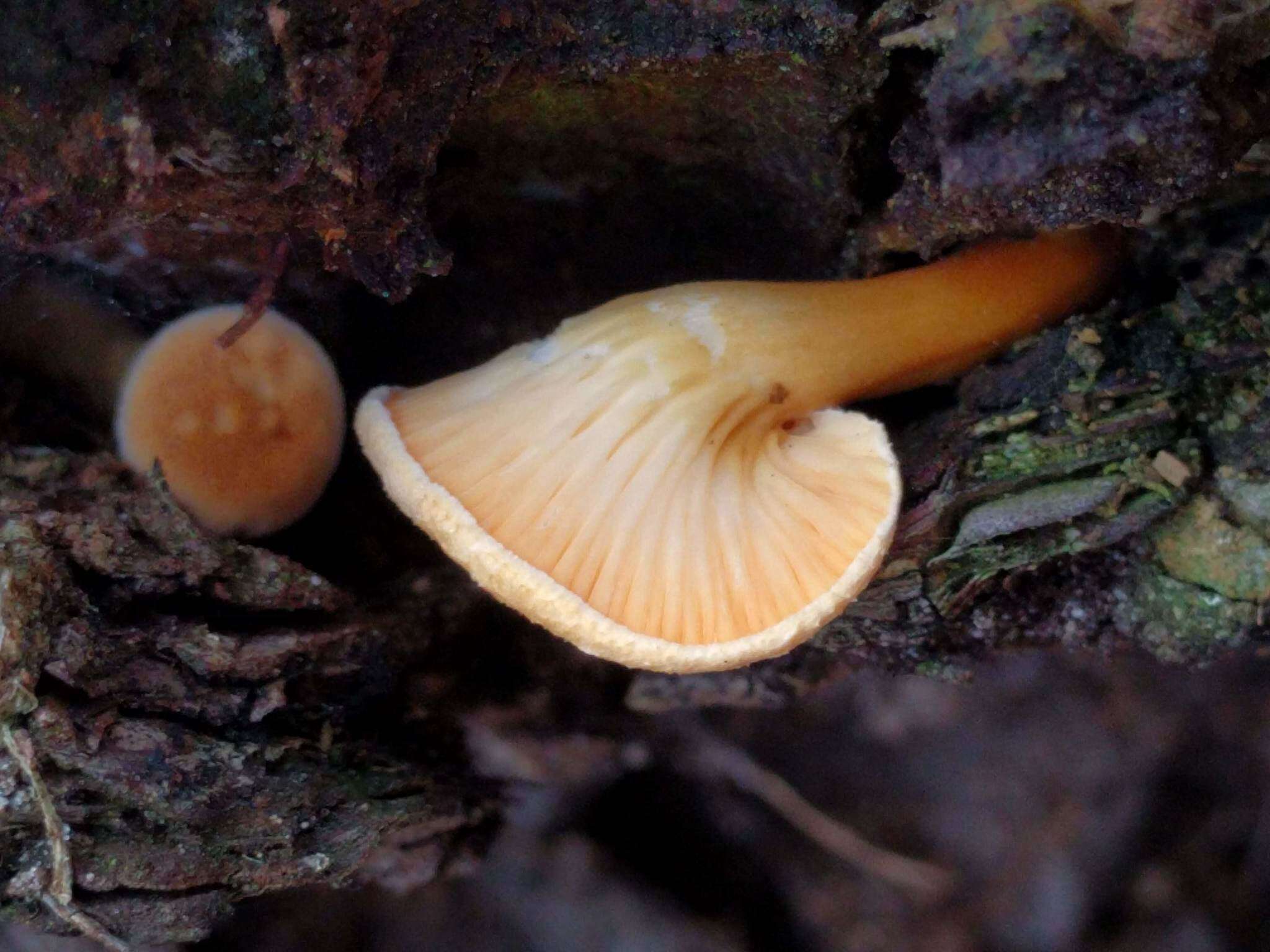 Imagem de Hygrophoropsis aurantiaca (Wulfen) Maire 1921