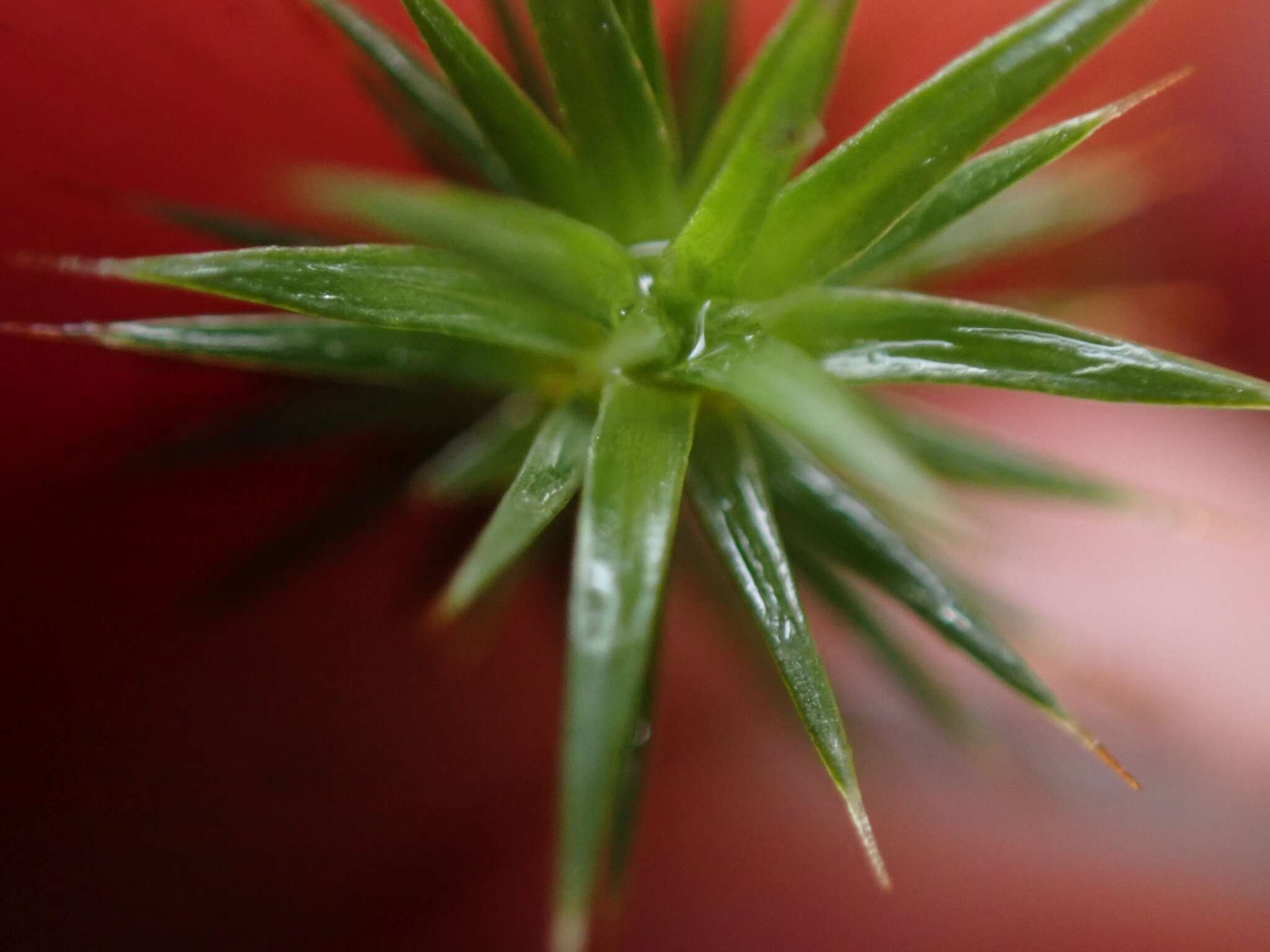 Image of juniper polytrichum moss