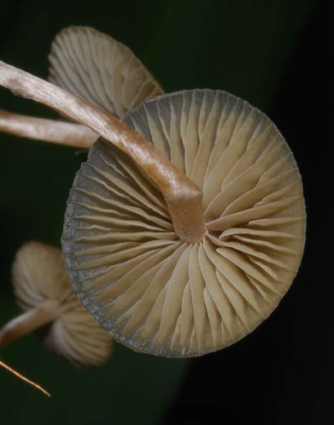 Image of Psilocybe angulospora Y. W. Wang & S. S. Tzean 2015