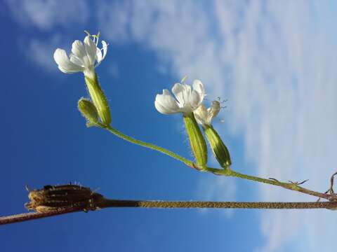 Слика од Silene dichotoma Ehrh.