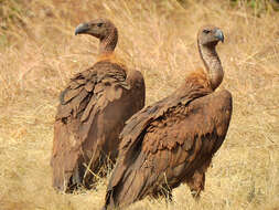 Image of Asian White-backed Vulture