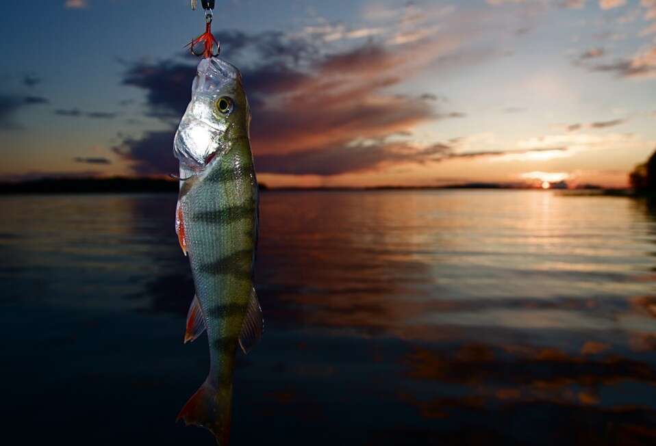 Image of Perch