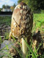 Coprinopsis atramentaria (Bull.) Redhead, Vilgalys & Moncalvo 2001 resmi