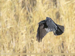 Image of Eastern Carrion Crow