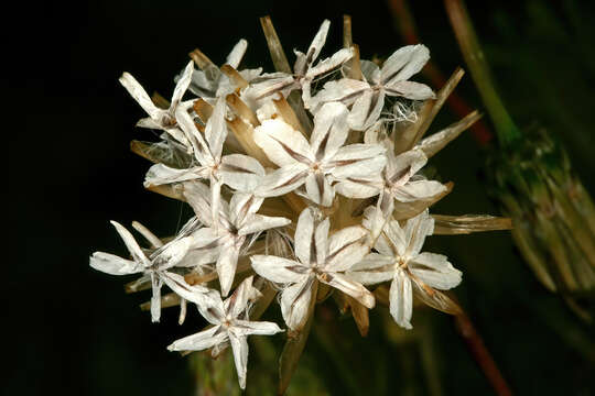 Image of Ringed ursinia