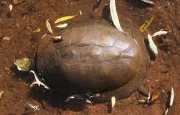 Image of Serrated hinged terrapin