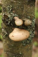 Image of birch polypore