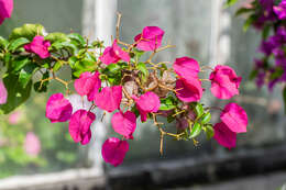 Слика од Bougainvillea glabra Choisy