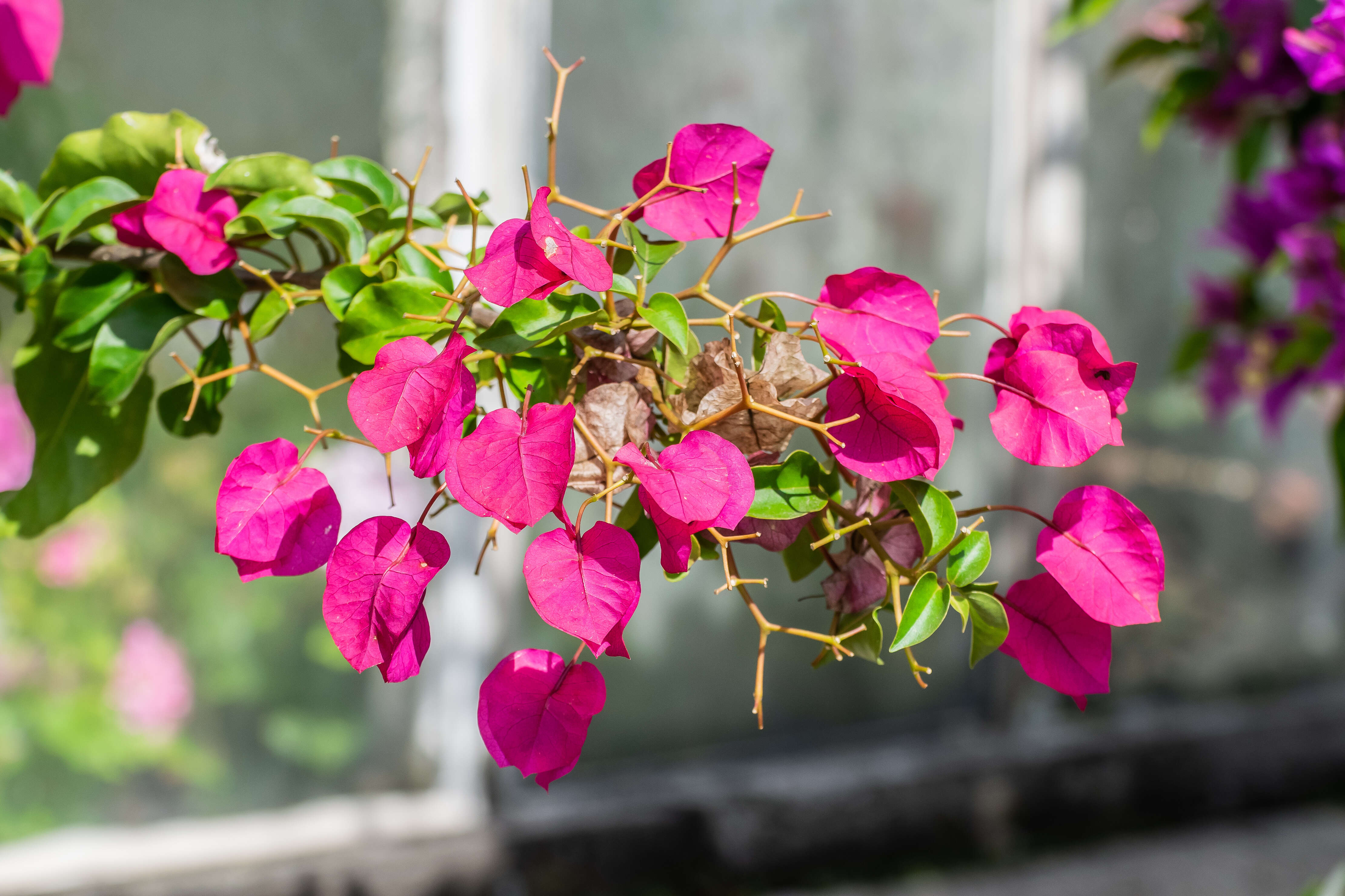 Слика од Bougainvillea glabra Choisy