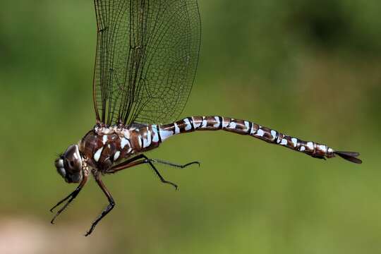 Image of Variable Darner