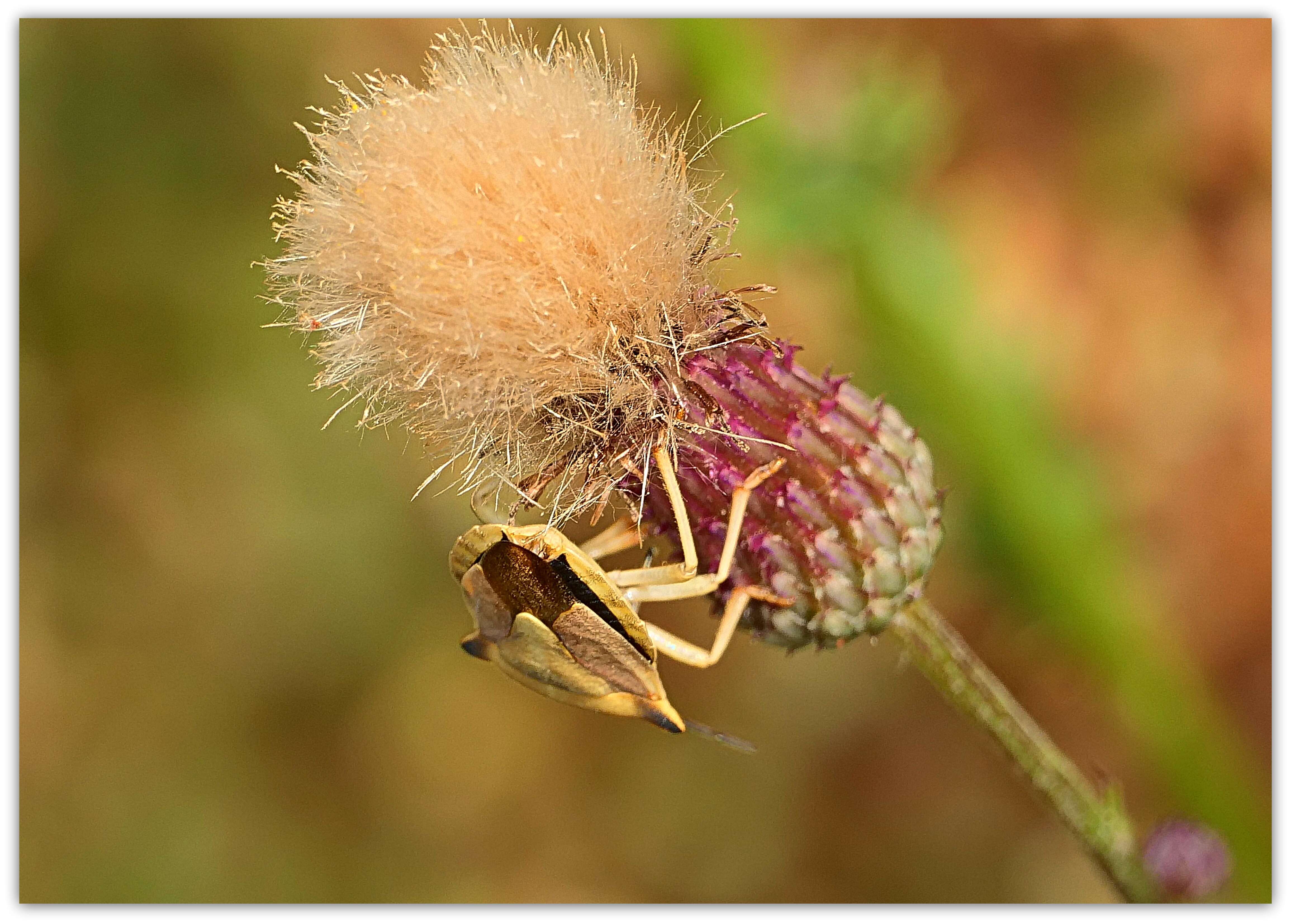 Imagem de Carpocoris