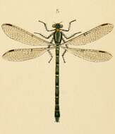 Sivun Austrolestes colensonis (White ex White & Gardiner Butler 1846) kuva