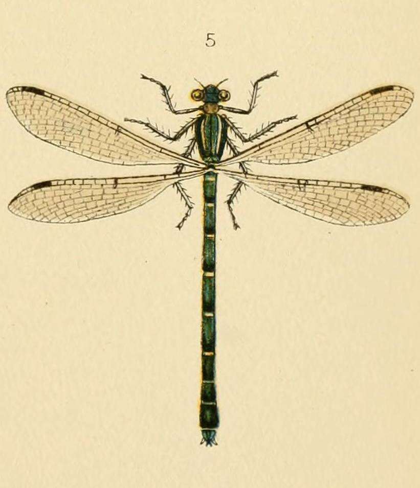 Sivun Austrolestes colensonis (White ex White & Gardiner Butler 1846) kuva