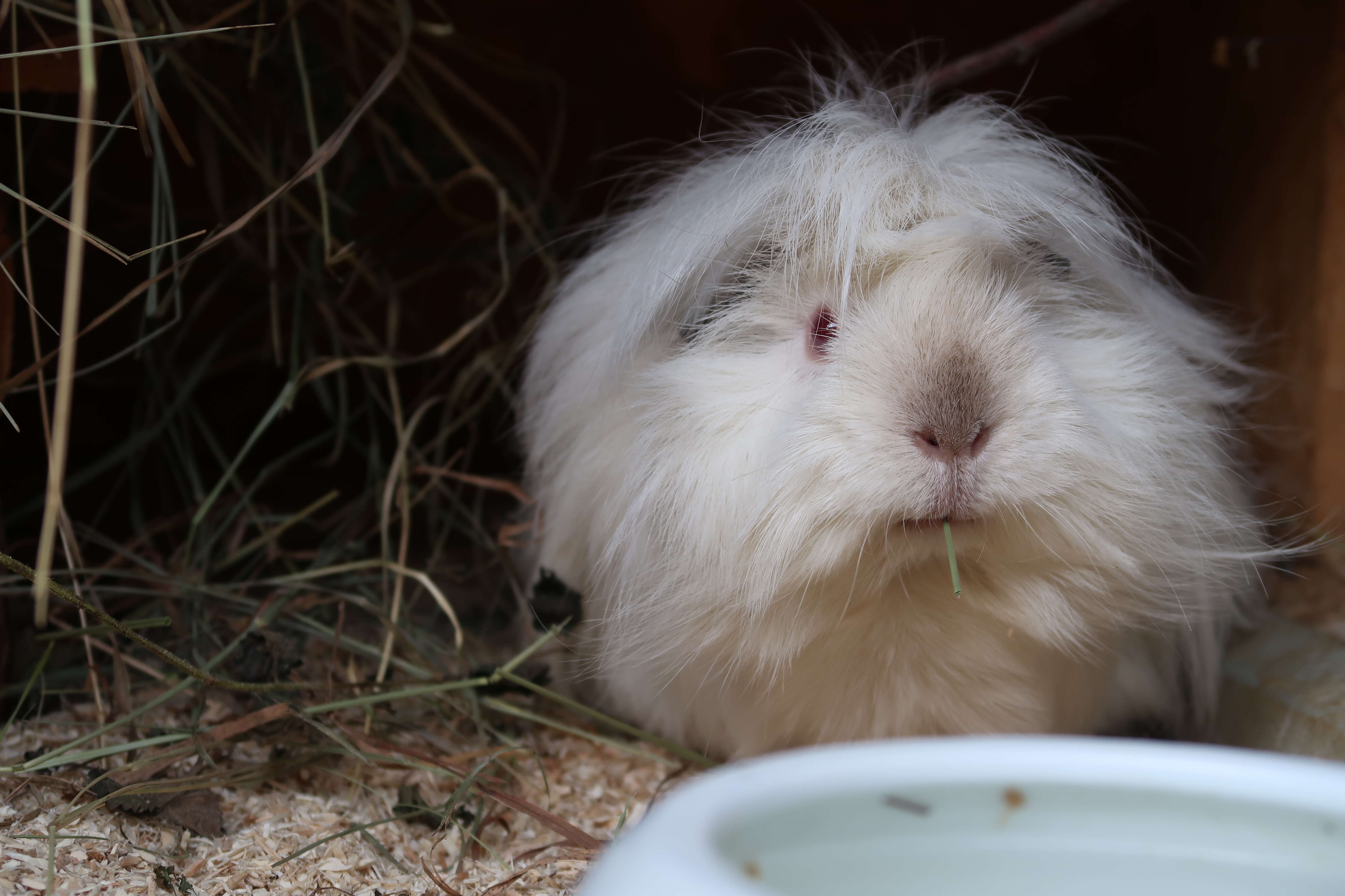 Image of Cavy