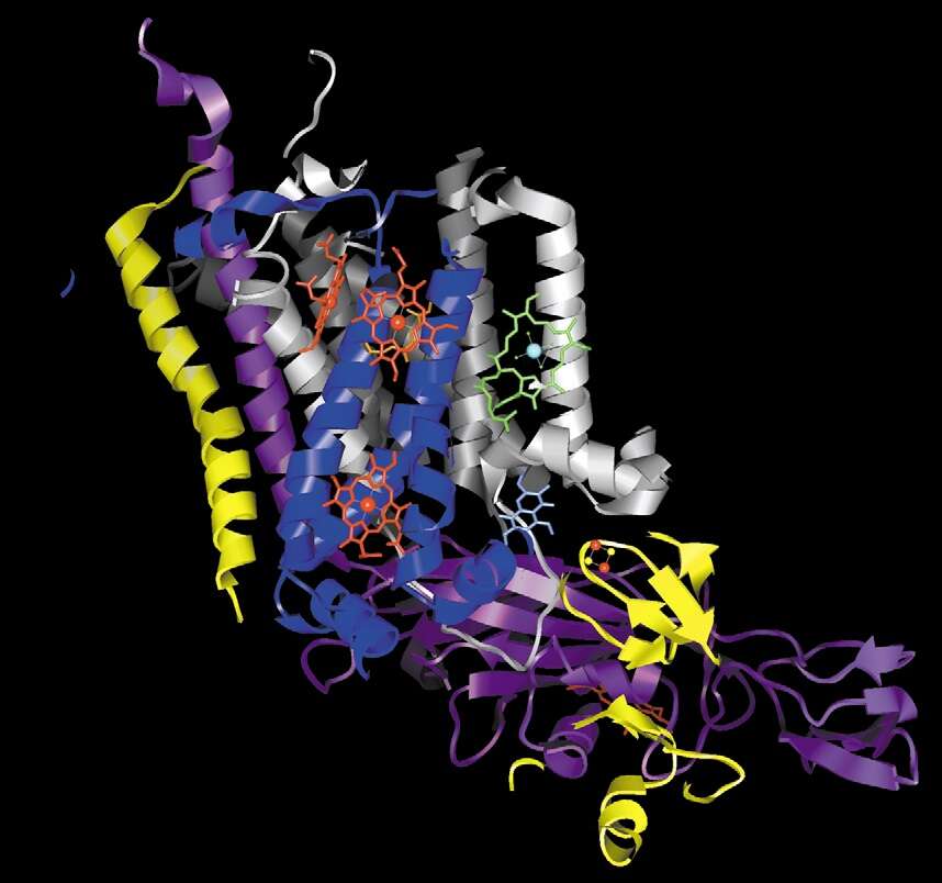 Image of Chlamydomonas reinhardtii