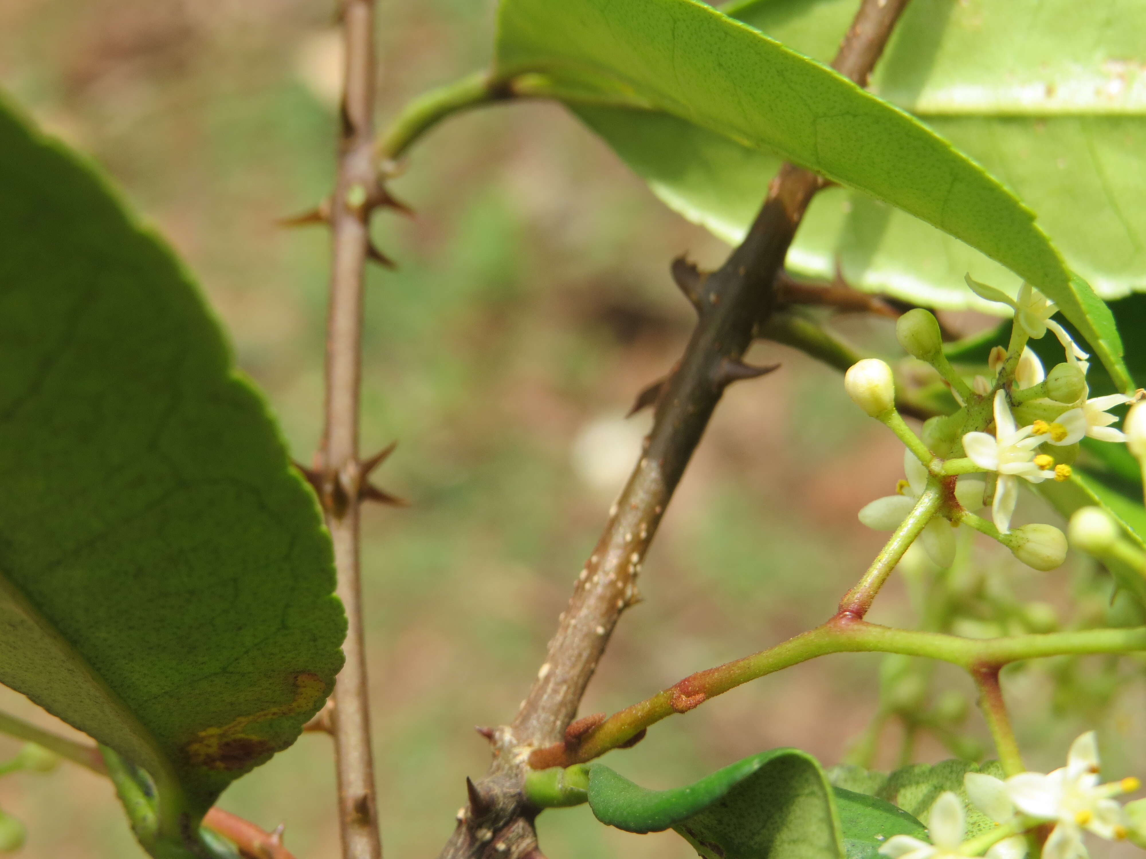 Image de Zanthoxylum ovalifolium Wight