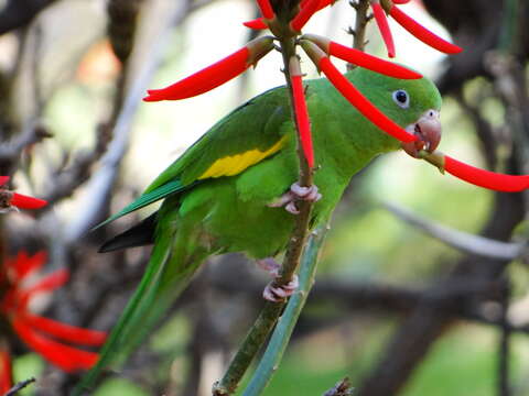 Image of Yellow-chevroned Parakeet