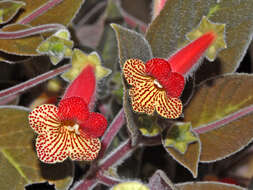 Image of Kohleria amabilis (Planch. & Linden) Fritsch