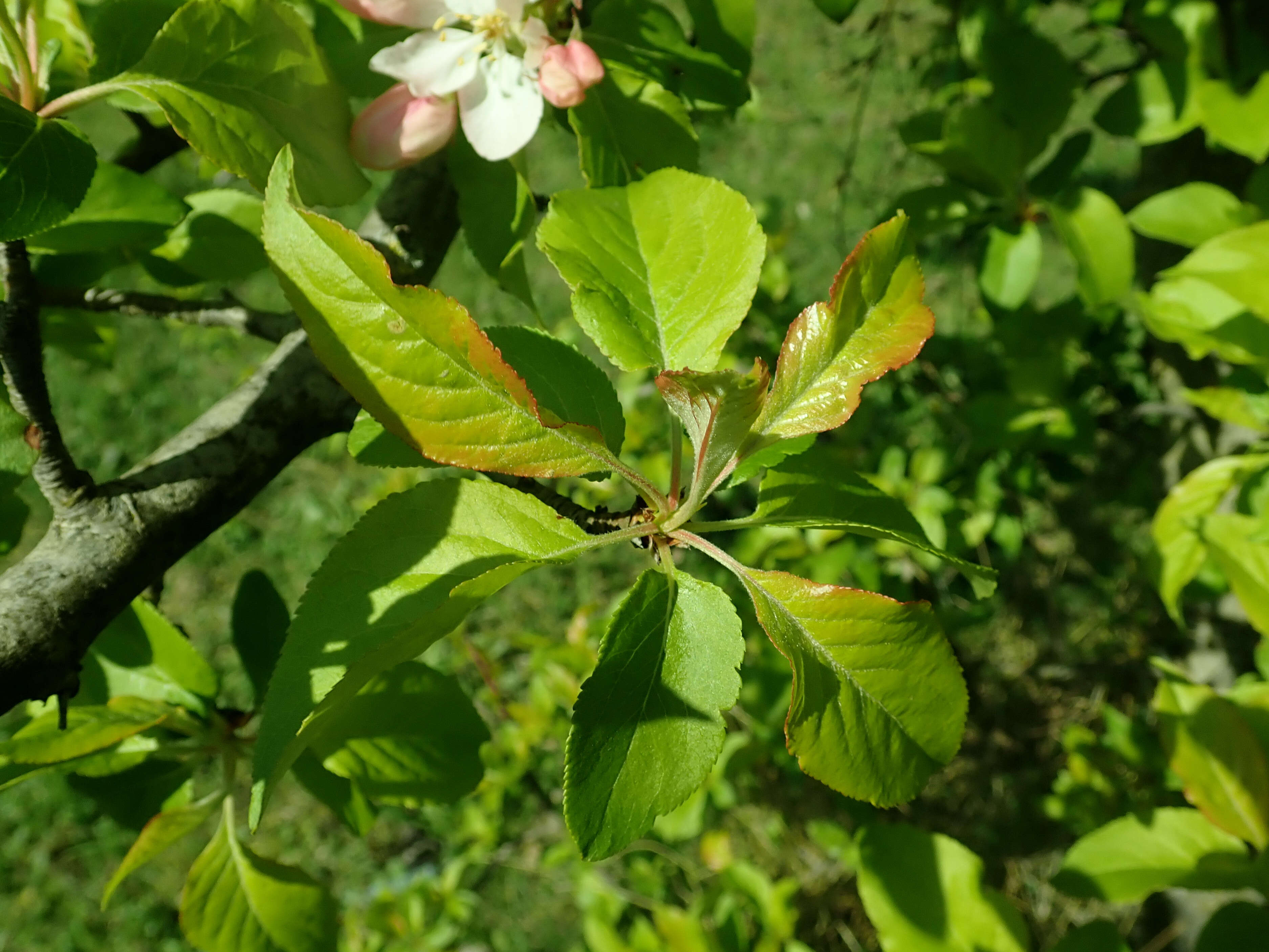 Plancia ëd Malus sieversii (Ledeb.) Roem.