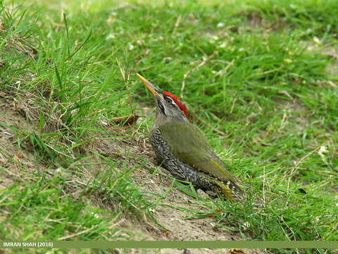 Image of Scaly-bellied Woodpecker