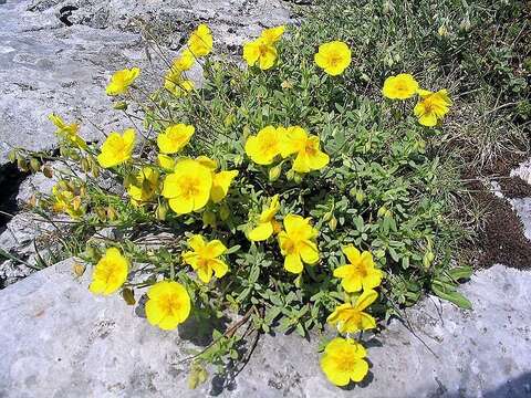 Image of White Rock-rose