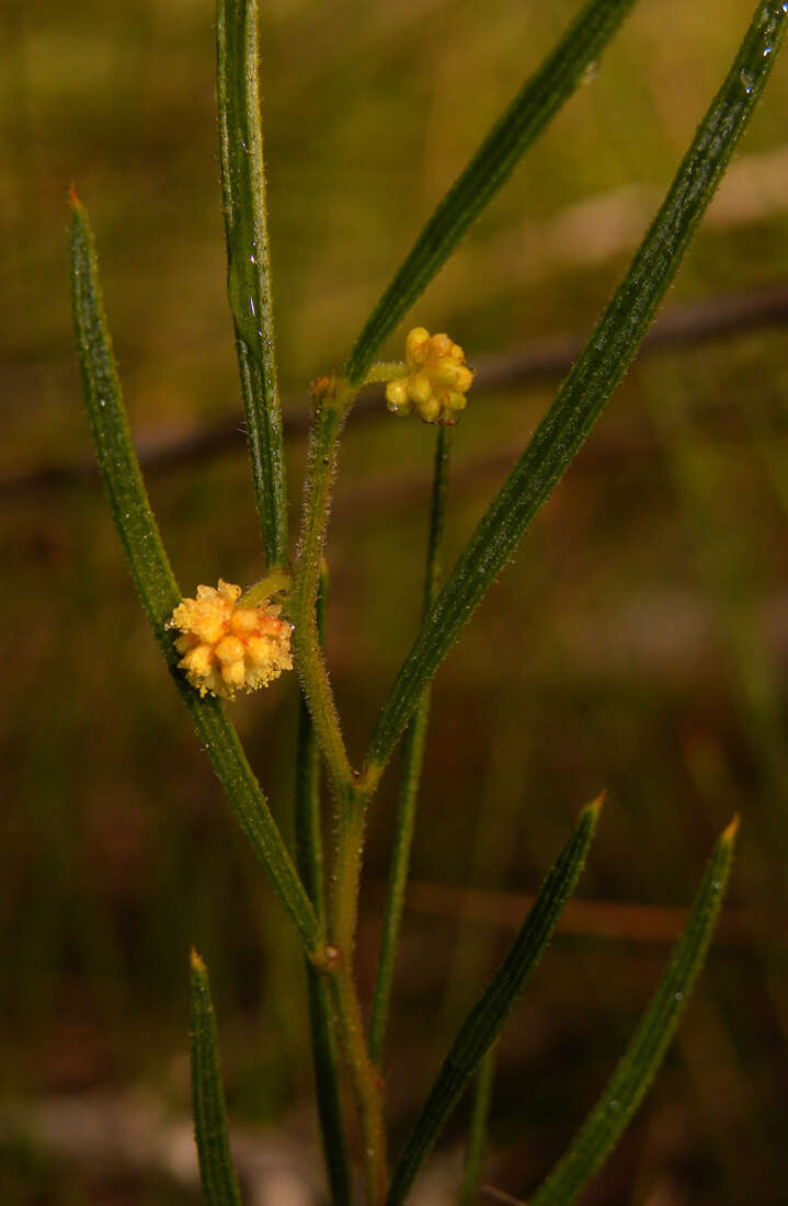 Image of Acacia bynoeana Benth.