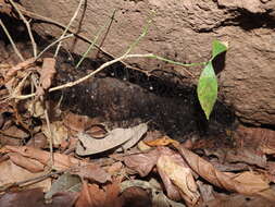 Image of Cellar spider