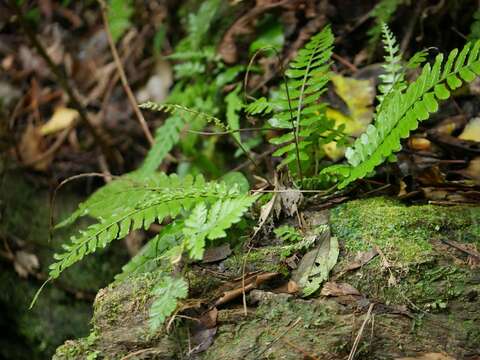 Image of Bolbitis appendiculata (Willd.) Iwatsuki