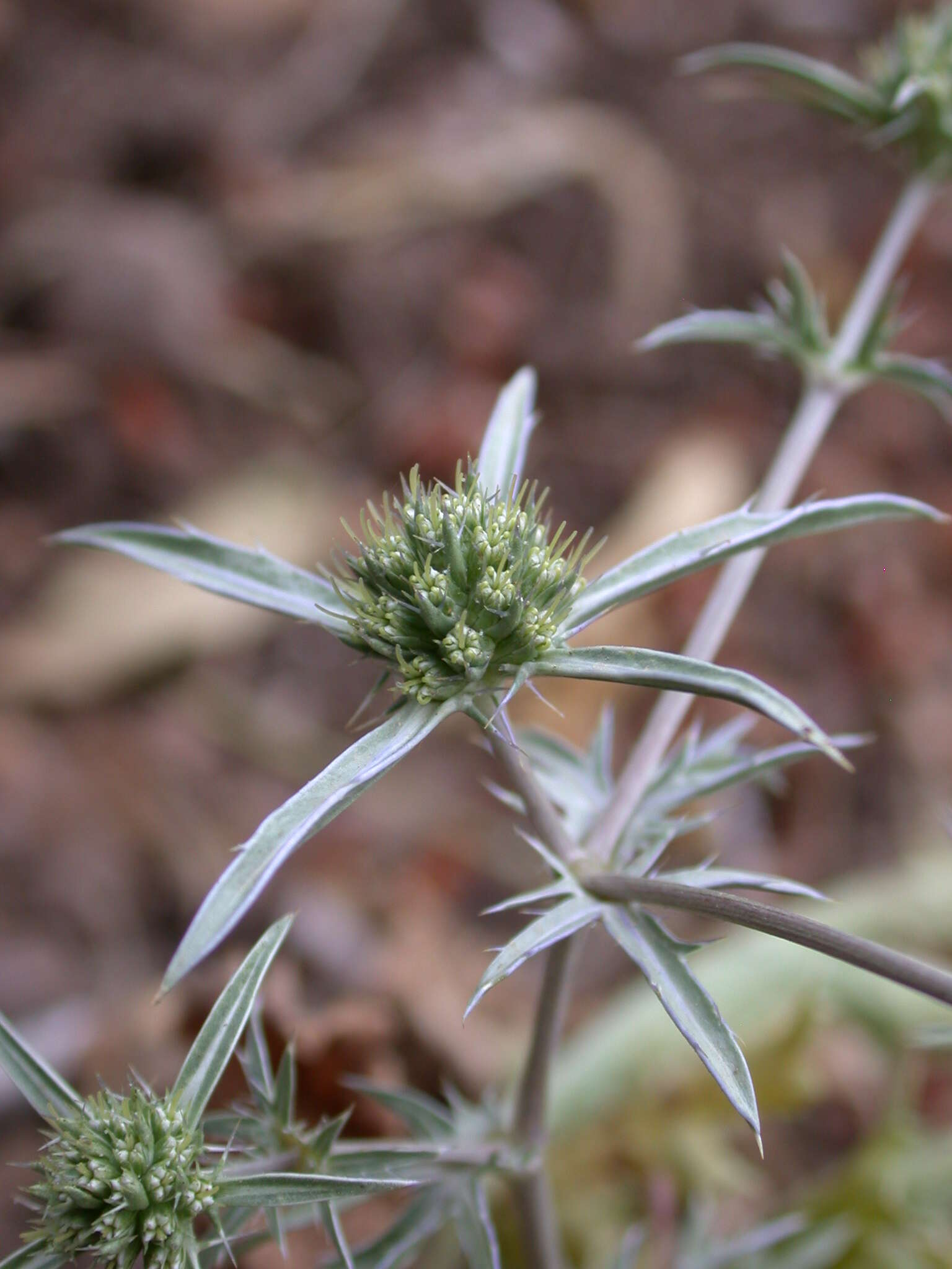 Image of eryngo