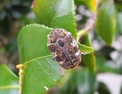 Image of Asian mango flower beetle