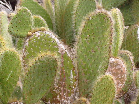 Image of Opuntia helleri