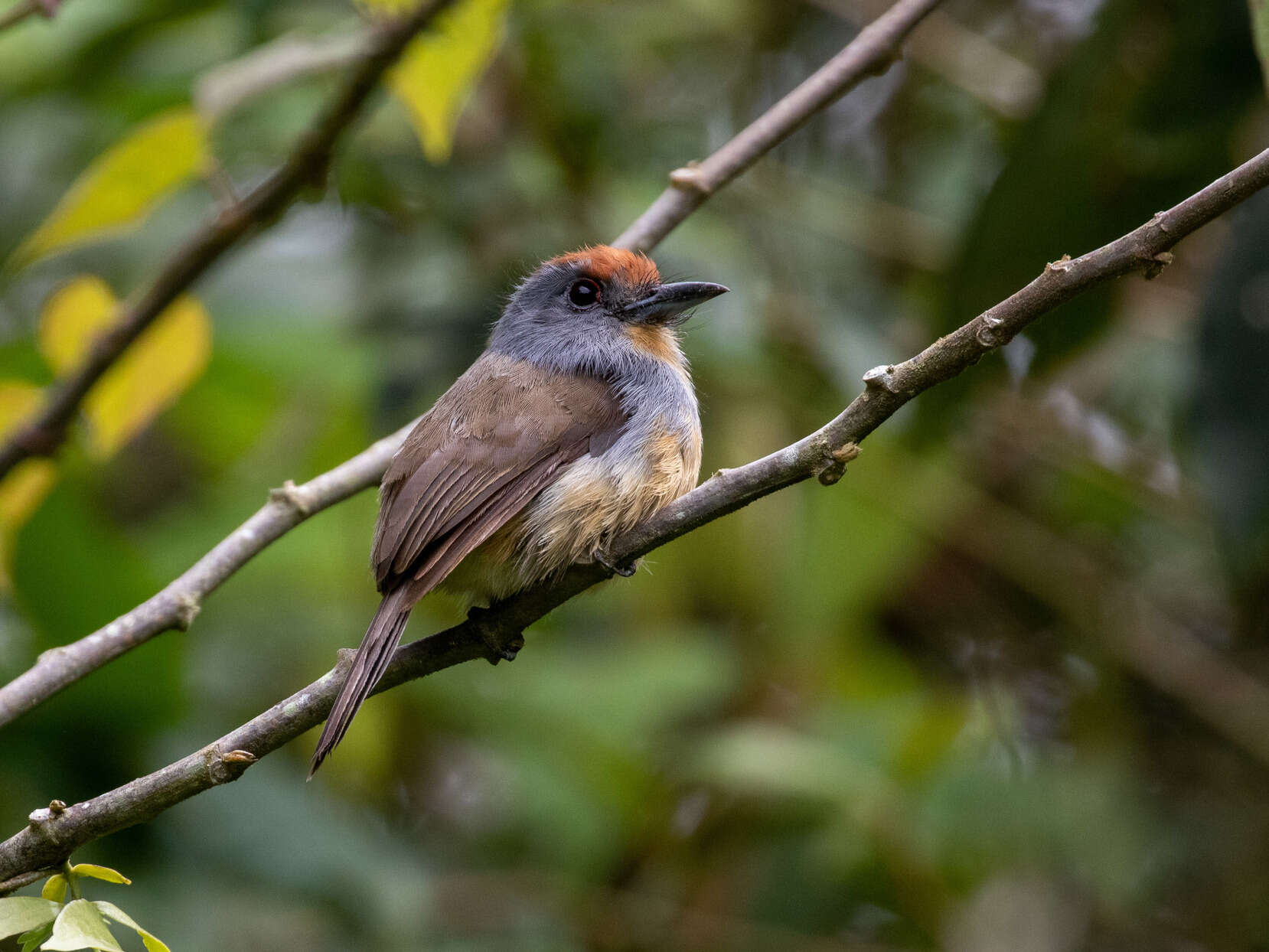 Image of Gray-cheeked Nunlet