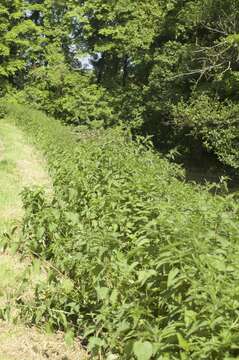 Image of Common Nettle