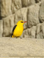 Image of Indian Golden Oriole