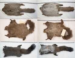 Image of woolly flying squirrel