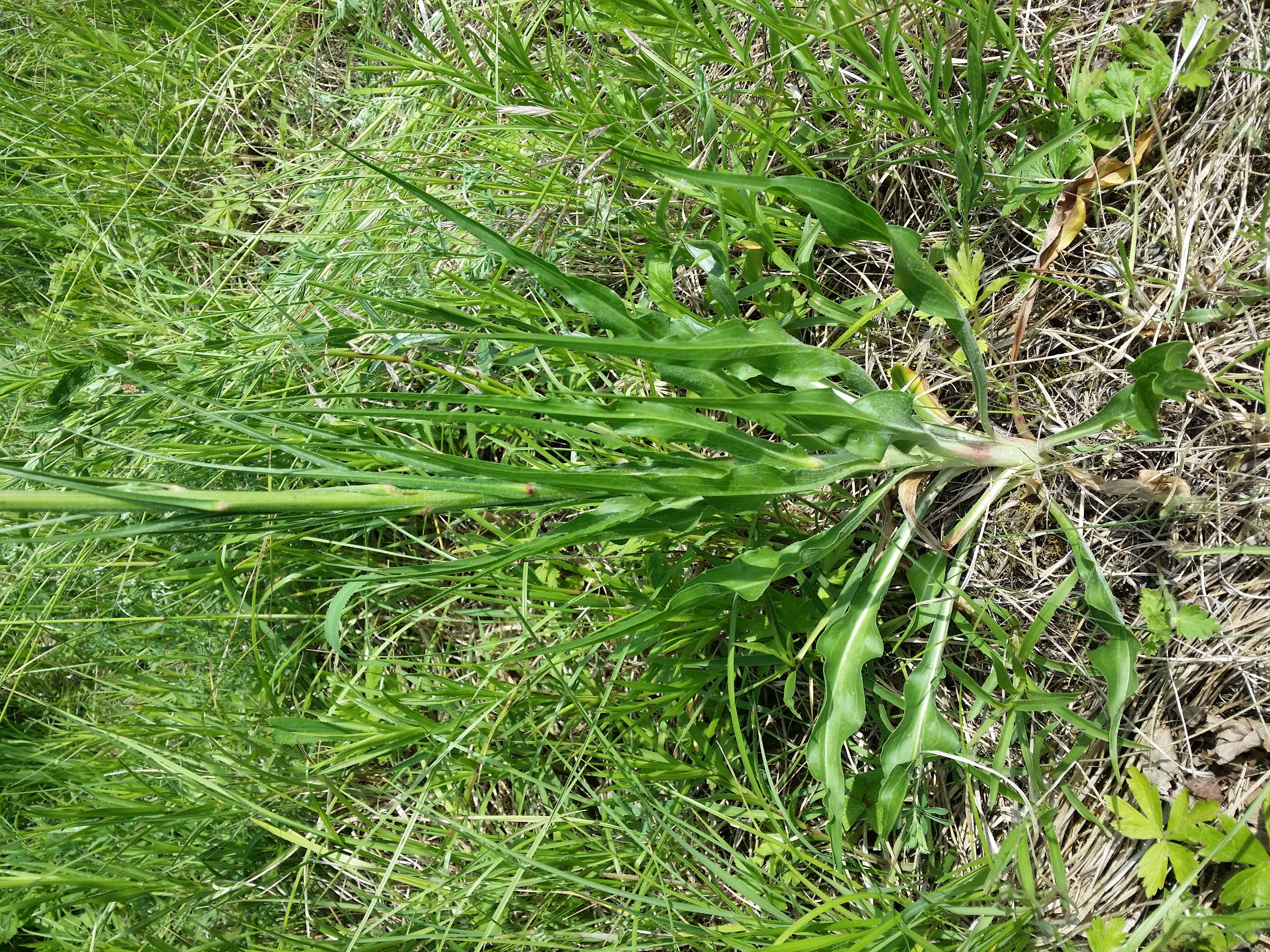 Image of black salsify