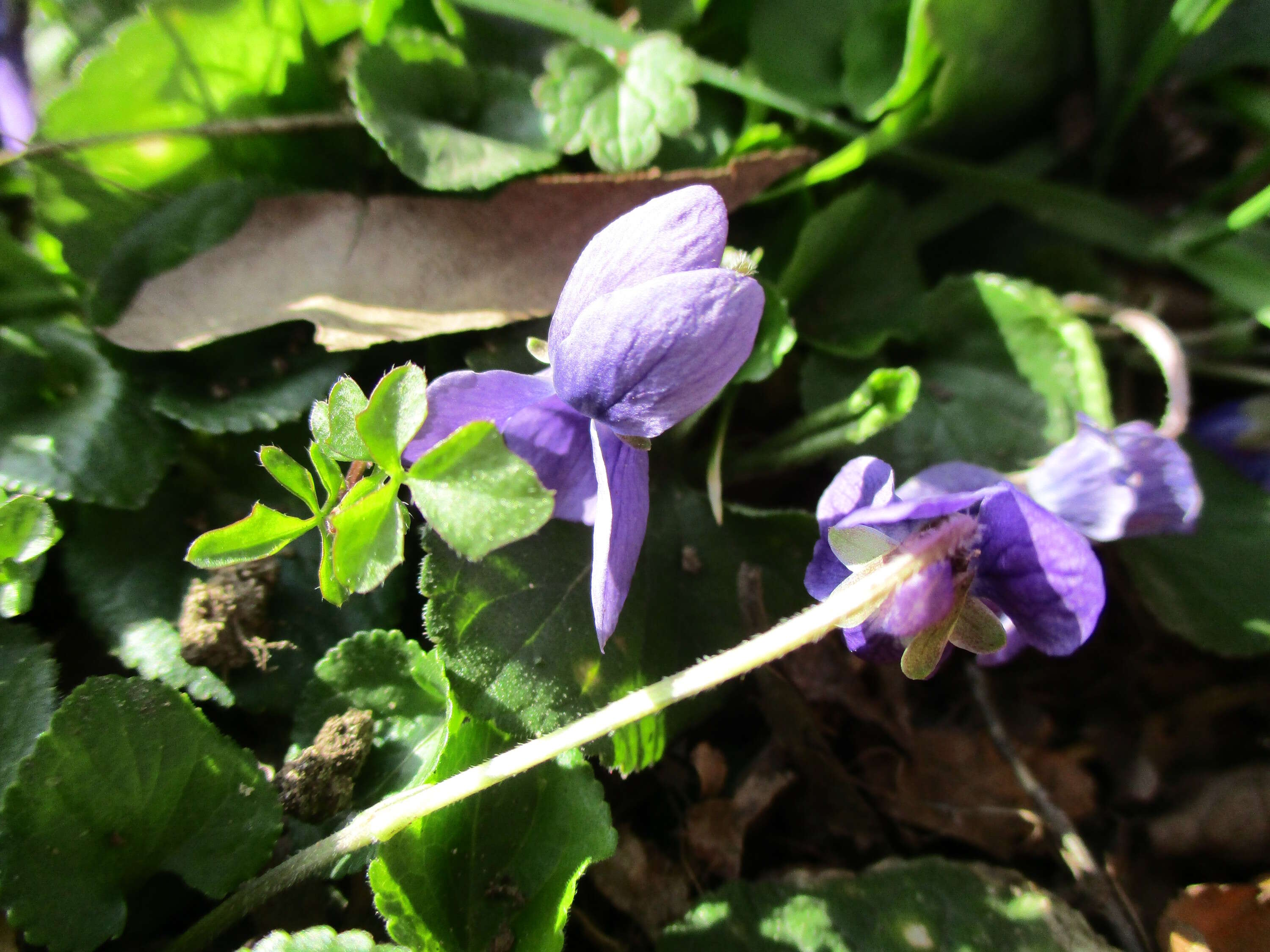 Image of sweet violet