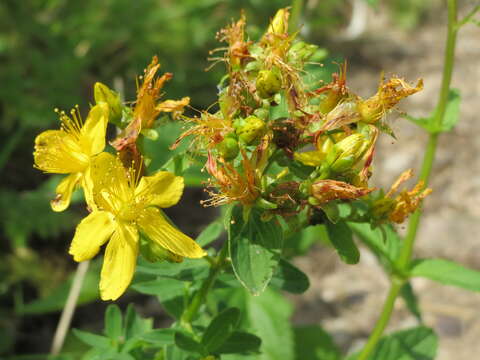 Image of spotted St. Johnswort