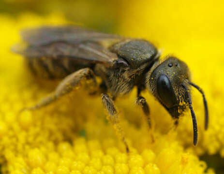 Image of Halictus tumulorum (Linnaeus 1758)