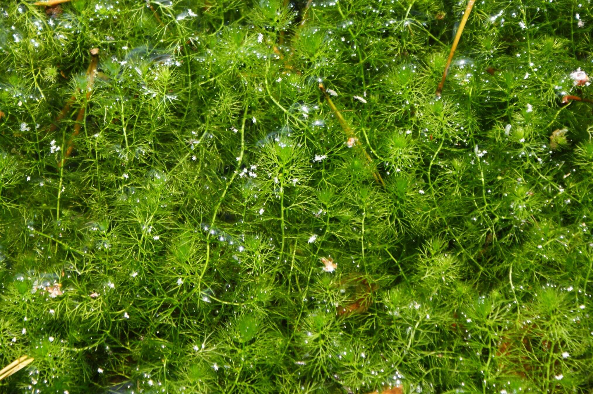 Plancia ëd Utricularia minor L.