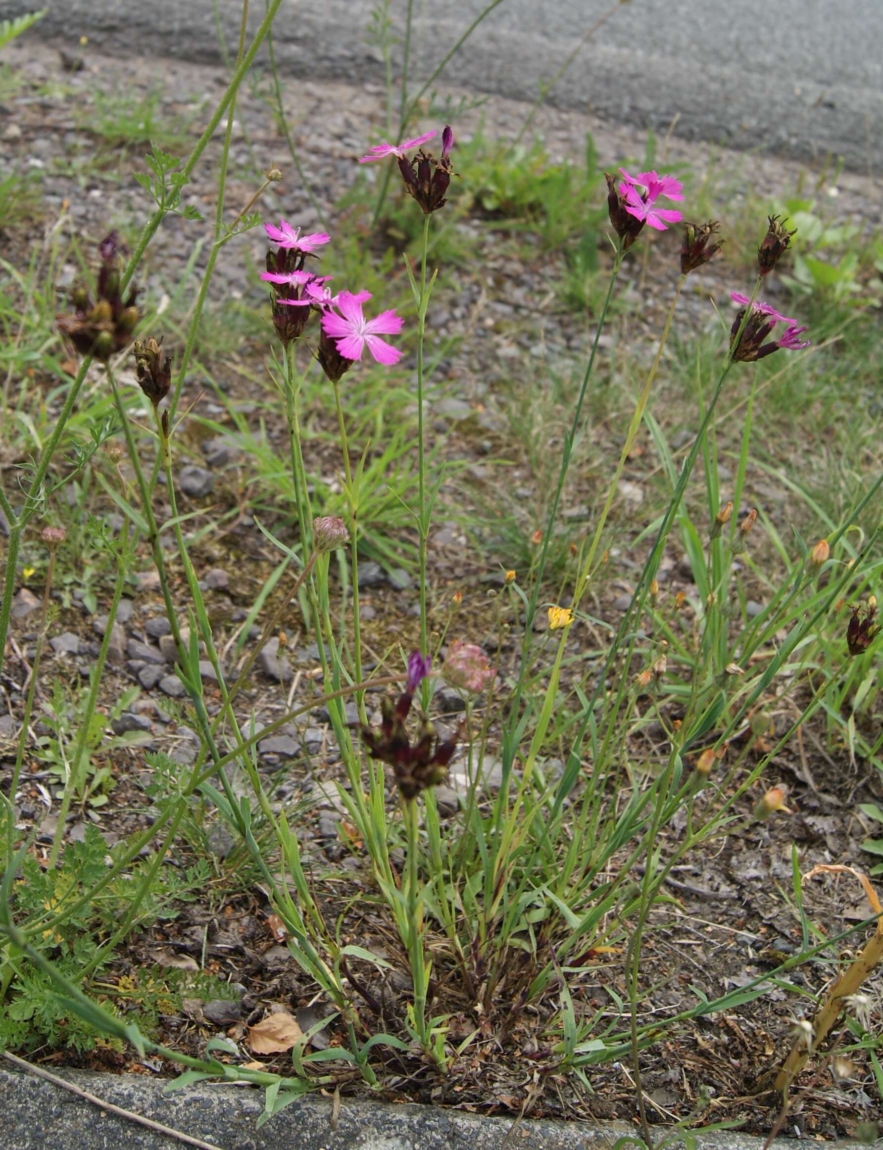 Image of carthusian pink